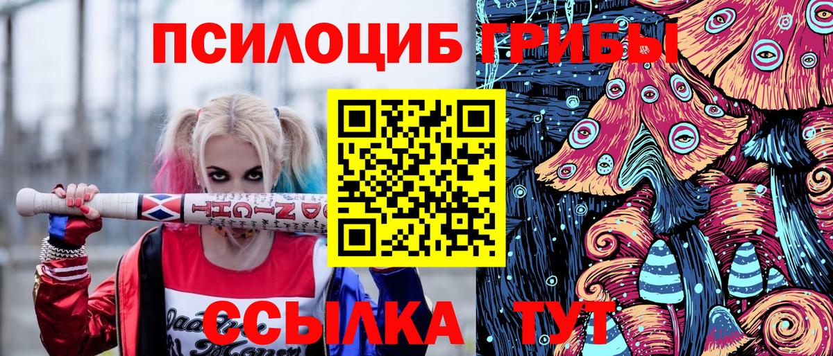 Галлюциногенные грибы Psilocybe Лабинск